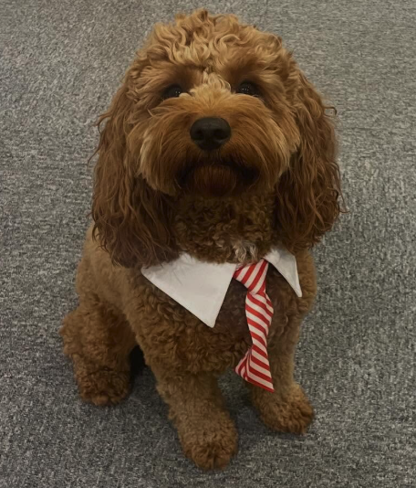 Oliver the cavoodle, Contemporary Psychology mascot